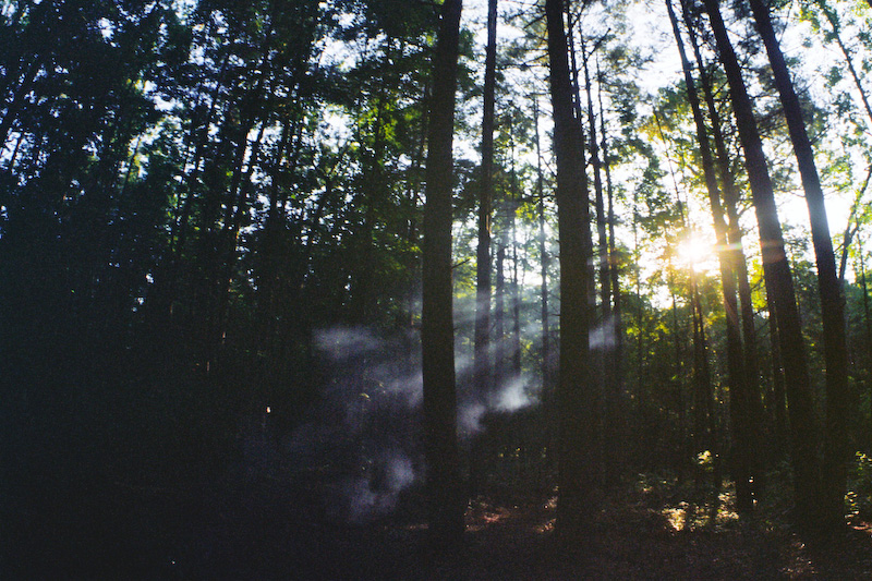 Smoke in the Forest